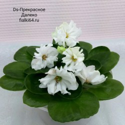 DS-Прекрасное Далеко (Dimetris)